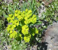 Image result for Euphorbia eylesii