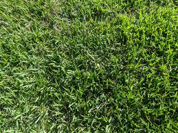Zoysia sod and grass is one of the best grasses known because of its little maintenance requirements. Is Zoysia Sod The Right Choice For My Orlando Fl Lawn