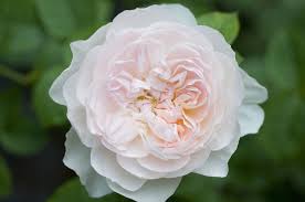 Herrlicher duft, edle blüten, top qualität & kleine preise. 14 Lush English Roses For Your Garden