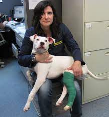 Craigslist Scam Don T Give Pets Away Online Life With Dogs