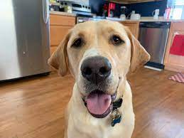 Tips To Stop A Yellow Lab From Pulling On The Leash Dog Gone Problems