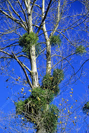 Image result for Viscum