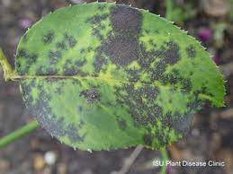 As these spots enlarge, the leaves turn yellow and drop off. Rose Black Spot Horticulture And Home Pest News