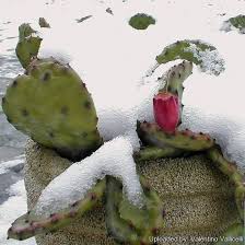 How does prickly pear cactus work? Cactus Humifusus