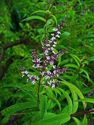 I decided to put it in the ground and when i took it out of the pot, it was a mass of roots!! Lemon Verbena Sidrunaloisia Aloysia Triphylla