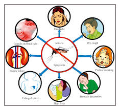 Image result for Phyllanthus pseudoniruri