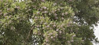 Image result for Philenoptera