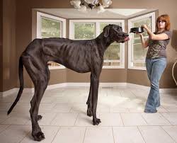 The Biggest Dog In The World World S Tallest Dog Tallest Dog Huge Dogs