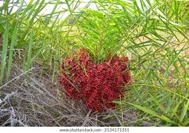 Image result for Phoenix pusilla