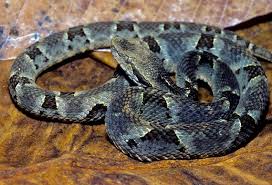 Image result for Bothrops asper