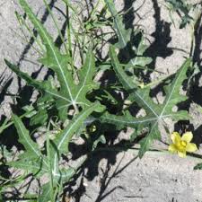 Image result for Acanthosicyos naudinianus