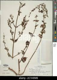 Image result for Cantinoa americana