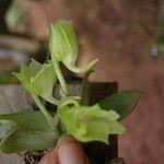 Image result for Rhipidoglossum kamerunense