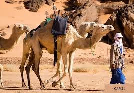 Protect it from getting burn when it kneels on the hot desert sand. Hot Desert Adaptations Teleskola