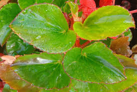 Begonia Species One Of Wild Edible Plant In Indonesia