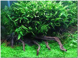 Karena kita bisa menghabiskan waktu. Java Fern Microsorum Pteropus Tropical Fish Site