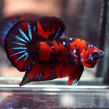 Live Betta Fish Fancy Super Red Black Galaxy Star Koi Halfmoon Plakat Hmpk 102 Betta Fish Siamese Fighting Fish Betta