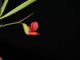 Image result for Lathyrus hygrophilus