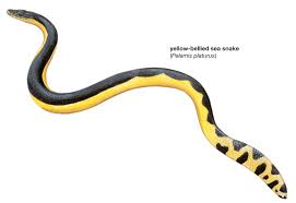 Art Illustration Oceans Seas Yellow Bellied Sea Snake Pelamis Platurus Measuring About 90 To 100 Cm In L Snake Illustration Sea Snake Illustration Art
