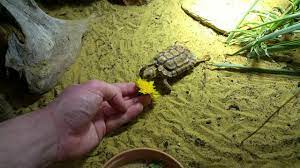 Speckled Tortoise Speckled Padloper Speckled Cape All Turtles
