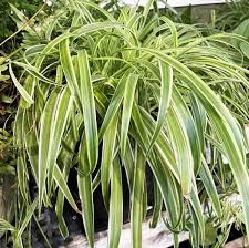 Image result for Chlorophytum hirsutum