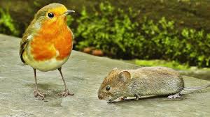 Bird Videos For Cats To Watch Online Mouse Videos For Cats To Watch Mice Extravaganza Tv For Cats Cat Gif Cats Cat Mouse