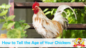 The Simple Way To Tell How Old Your Chickens Are