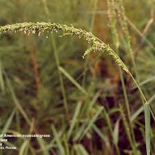 Image result for Styppeiochloa