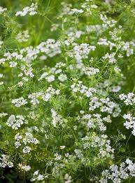 Image result for Coriandrum sativum