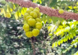 Image result for Phyllanthus engleri