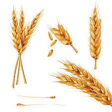 Barley flour is 100% stone ground from the finest quality pearled barley at bob's red mill. Set Of Vector Illustrations Of Wheat Spikelets Grains Sheaves Wheat Png And Vector With Transparent Background For Free Download Vector Illustration Plant Vector Vector Free