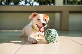 Holzspielzeug selber bauen und verkaufen. Hundespielzeug Selber Machen Kreative Ideen Mit Anleitung
