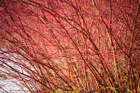 Check spelling or type a new query. Red Twig Dogwood Plant Care Growing Guide