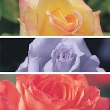 We did not find results for: Pink Weeping Tree Rose Rose Trees Weeping Trees Rose