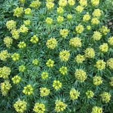 Image result for Pimpinella trifurcata