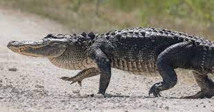 The Difference Between An Alligator And A Crocodile Animals Crocodile Crocodiles