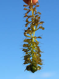 Image result for Aldrovanda vesiculosa