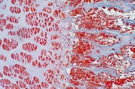 Knowing how bones, joints, and muscles work in the human enables me to look at bones from other mammals and make pretty good guesses about where they fit on the living creature and what general type of animal it might be. Cross Section Human Cartilage Bone Under Microscope View For Education Histology Human Tissue Stock Photo Picture And Royalty Free Image Image 104344224