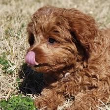 The cavapoo also sometimes referred to as a cavoodle is a distinct designer breed of paring a cavalier king charles spaniel and a miniature poodle. 1 Cavapoo Puppies For Sale By Uptown Puppies