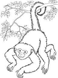 Coloring Pages Of Monkeys To Print Jpg 892 1200 Monkey Coloring Pages Monkey Drawing Coloring Pages For Kids