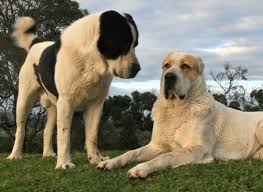 The work with the breed started in the ussr in the 1930s. Takas Anatolian Shepherd Dogs Volkodav Central Asia Shepherd Dogs Kangal Dog Alabai Dog Giant Dog Breeds