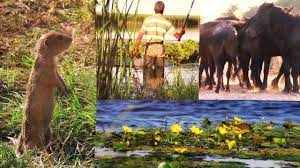 Delta dunării, în imagini captivante, a fost imortalizată de fotograful sorin onişor în decursul timpului. Delta DunÄƒrii Peisaje È™i PÄƒsÄƒri Film Youtube