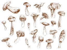 El sombrero o sombrerillo 4 (píleo) de las setas puede adoptar varias formas, incluso en la misma especie puede variar a lo largo del tiempo. Ich Gehe Gern In Die Pilze Zitty