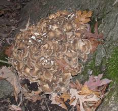 Check spelling or type a new query. Grifola Frondosa The Hen Of The Woods Sheepshead Or Maitake Tom Volk S Fungus Of The Month For November 2006