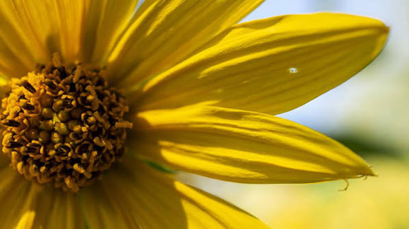 Bloom Highlights | Chicago Botanic Garden