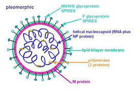 Guter wirkstoff muss ohne starke kühlung auskommen. Https Www Swissre Com Dam Jcr Bf1c393b 5af3 4dfb 9d47 83b2c604f2a8 Vaccine 20webinar 202020 Steve 20pascolo Pdf