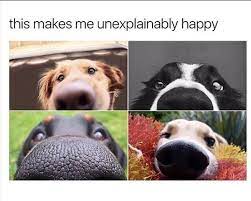 Funnymemes4u Com Funny Animal Pictures Funny Animal Memes Cute Animals