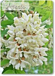 Fiori bianchi spontanei / fiori bianchi: La Cucina Con I Fiori Fiori Edibili Fiori Commestibili Ricette Con Le Erbe