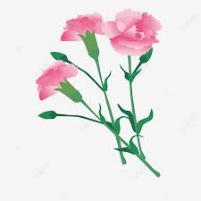 Check spelling or type a new query. Pink Carnation Flower Micromimetic Carnation Mothers Day Pink Png And Vector With Transparent Background For Free Download