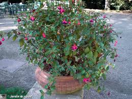 Les Fuchsias Et Leurs Jupons Aux Multiples Varietes Et Couleurs Le Jardinoscope Toute La Flore Et La Faune De Nos Parcs Et Jardins Avec Images Parc Et Jardin Arbustes A